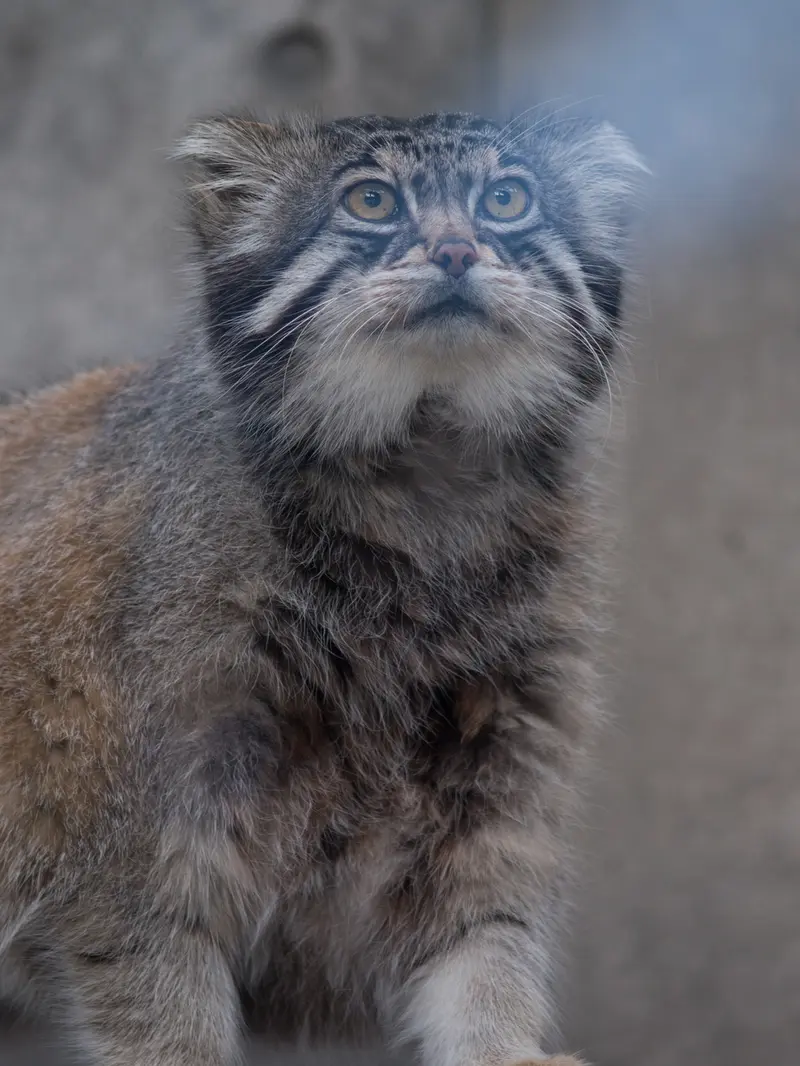旭山動物園のグルーシャの写真