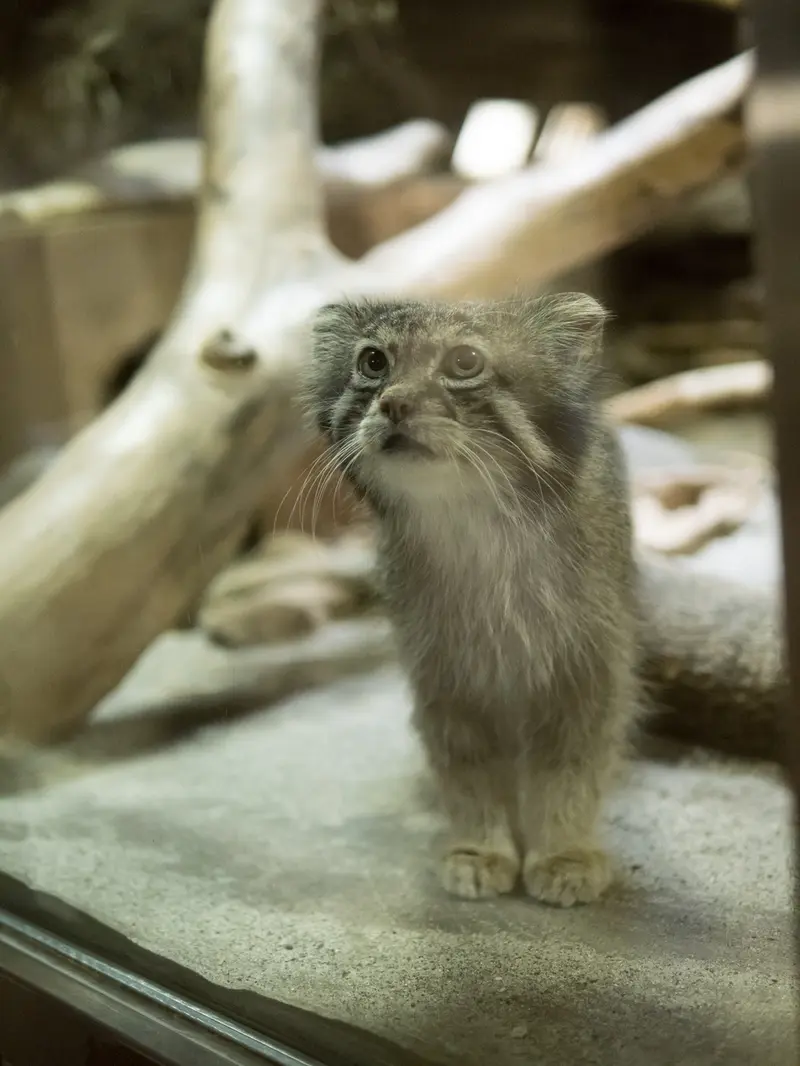 恩賜上野動物園のクリョンの写真