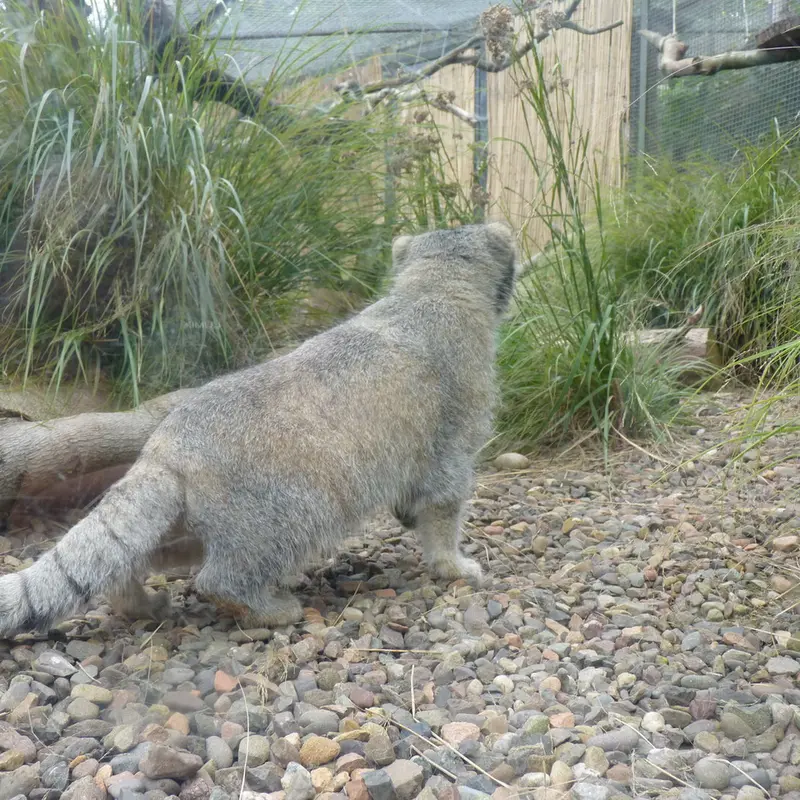 エディンバラ動物園のアキコの写真
