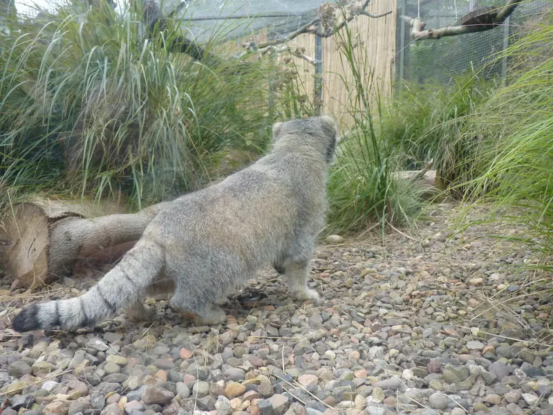 エディンバラ動物園のアキコの写真