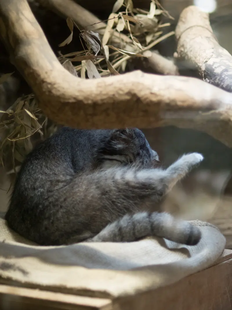 恩賜上野動物園のクリョンの写真