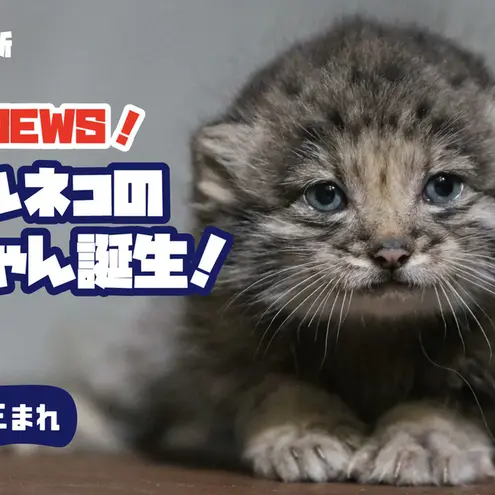 神戸どうぶつ王国のマヌルネコの写真