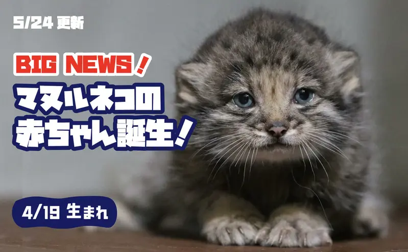 神戸どうぶつ王国のマヌルネコの写真