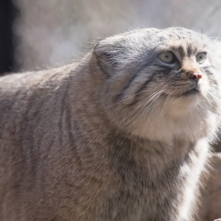 埼玉県こども動物自然公園のロータスの写真