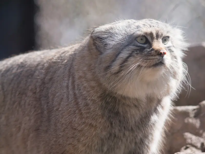埼玉県こども動物自然公園のロータスの写真