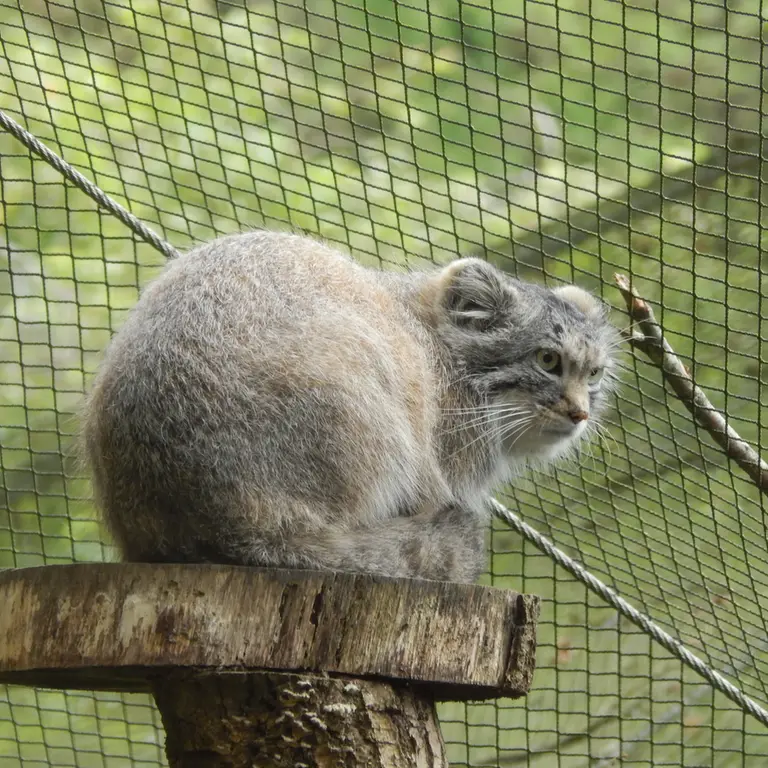 トレゴムール動物園のアルタイの写真