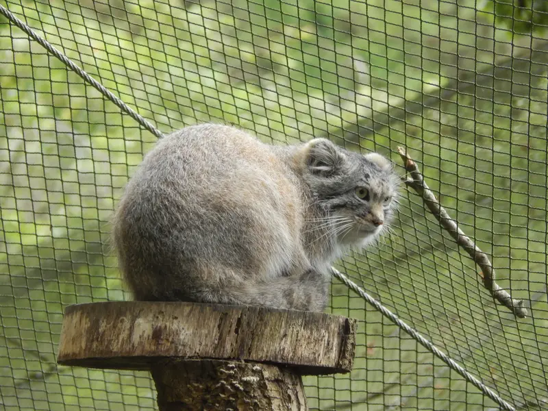 トレゴムール動物園のアルタイの写真