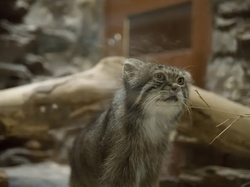 恩賜上野動物園のクリョンの写真