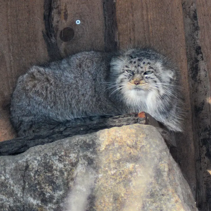 ゲルリッツ動物園のハミの写真