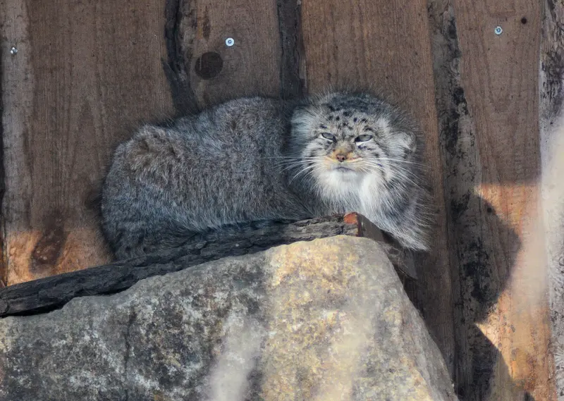 ゲルリッツ動物園のハミの写真