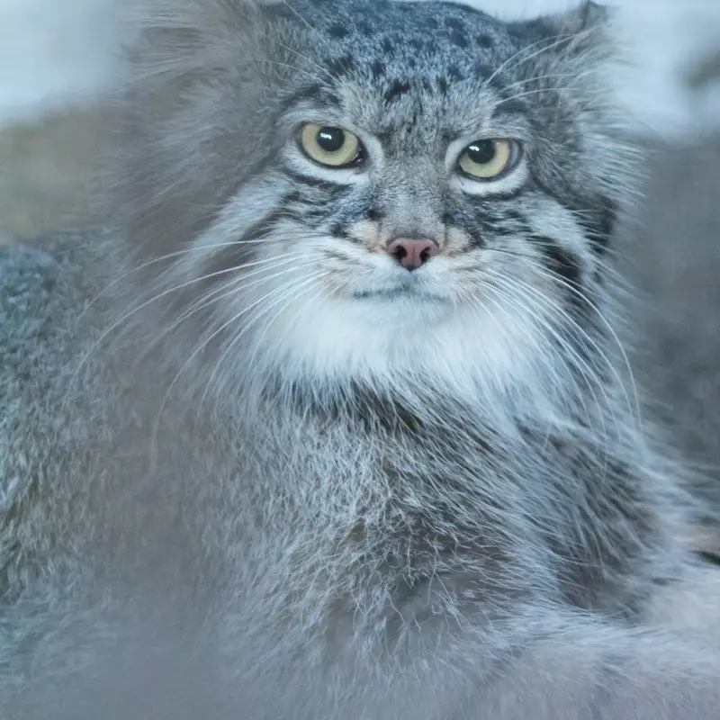 野毛山動物園のフィーガの写真