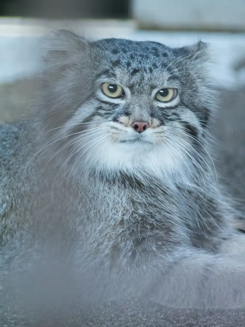 野毛山動物園のフィーガの写真