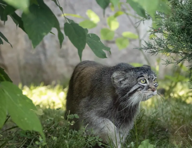 モスクワ動物園のティモフェイの写真