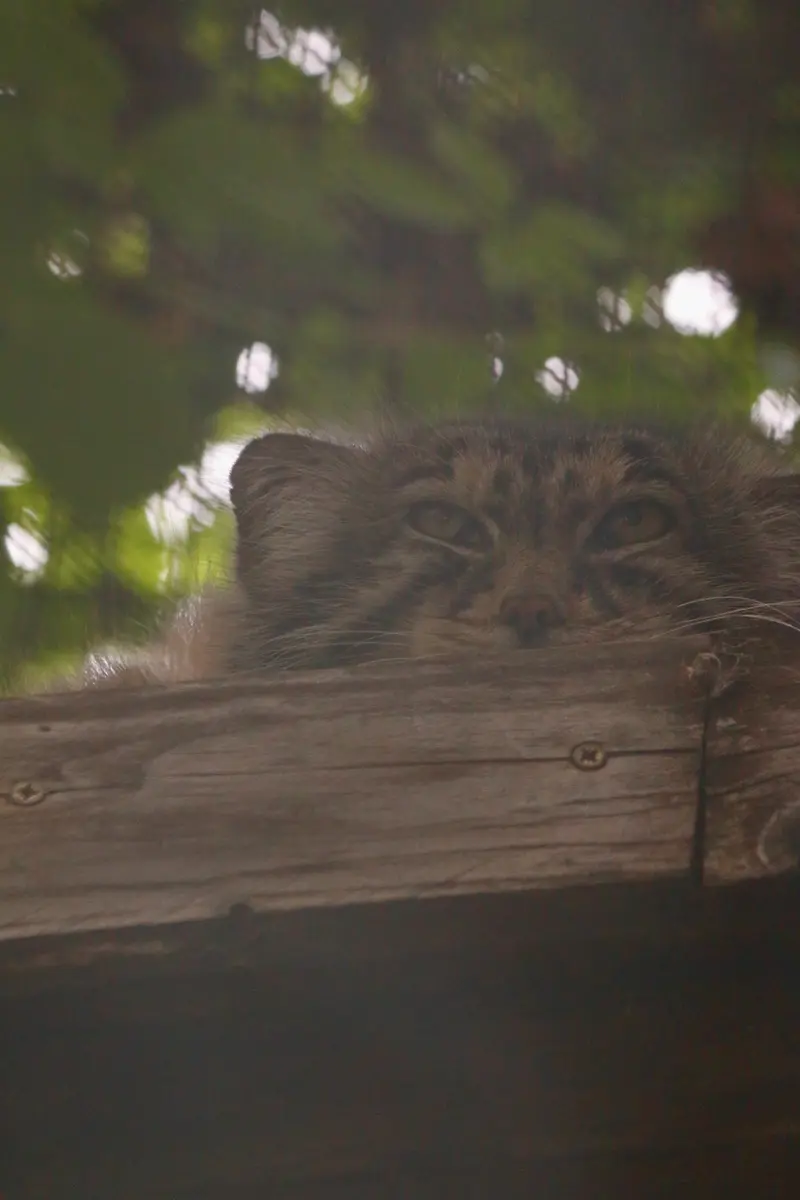 ブダペスト動物園＆植物園のボフスの写真