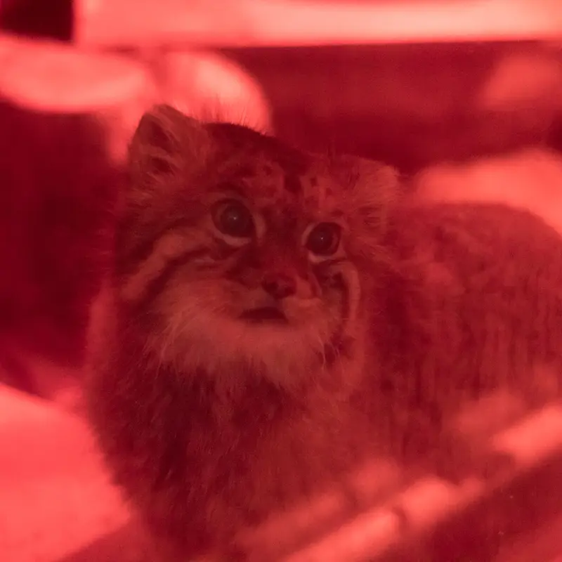 恩賜上野動物園のナイマの写真
