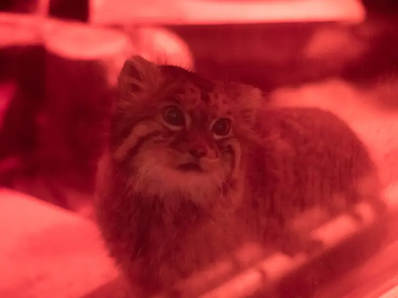 恩賜上野動物園のナイマの写真