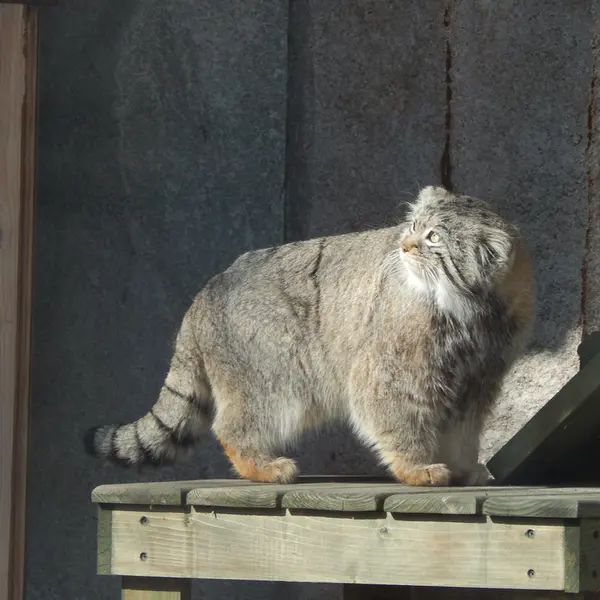 モスクワ動物園のティモフェイの写真