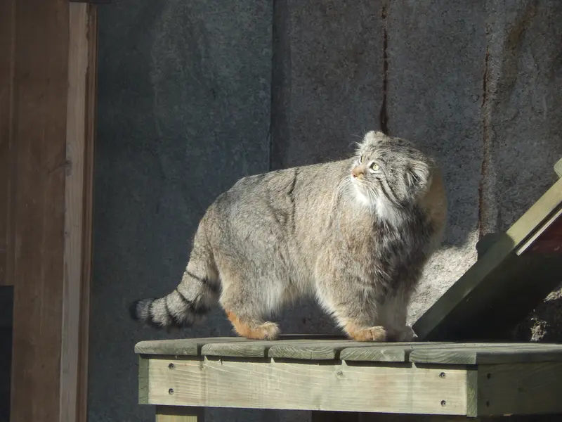 モスクワ動物園のティモフェイの写真