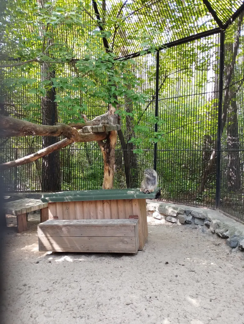 ノヴォシビルスク動物園のマヌルネコの写真