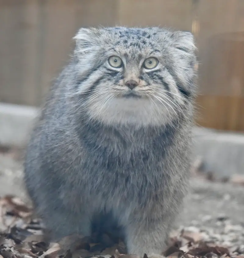 埼玉県こども動物自然公園のロータスの写真