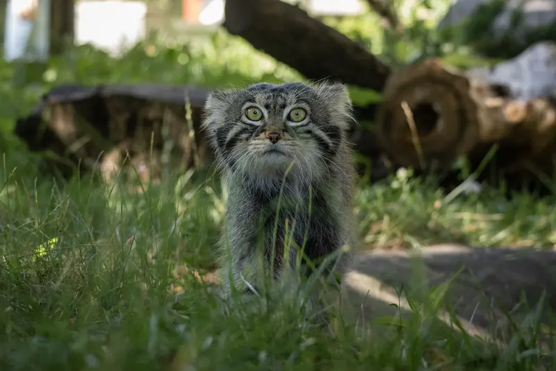 モスクワ動物園のティモフェイの写真