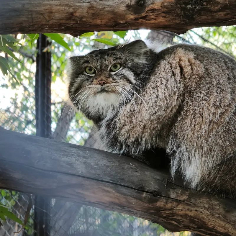 ノヴォシビルスク動物園のスネジンカの写真