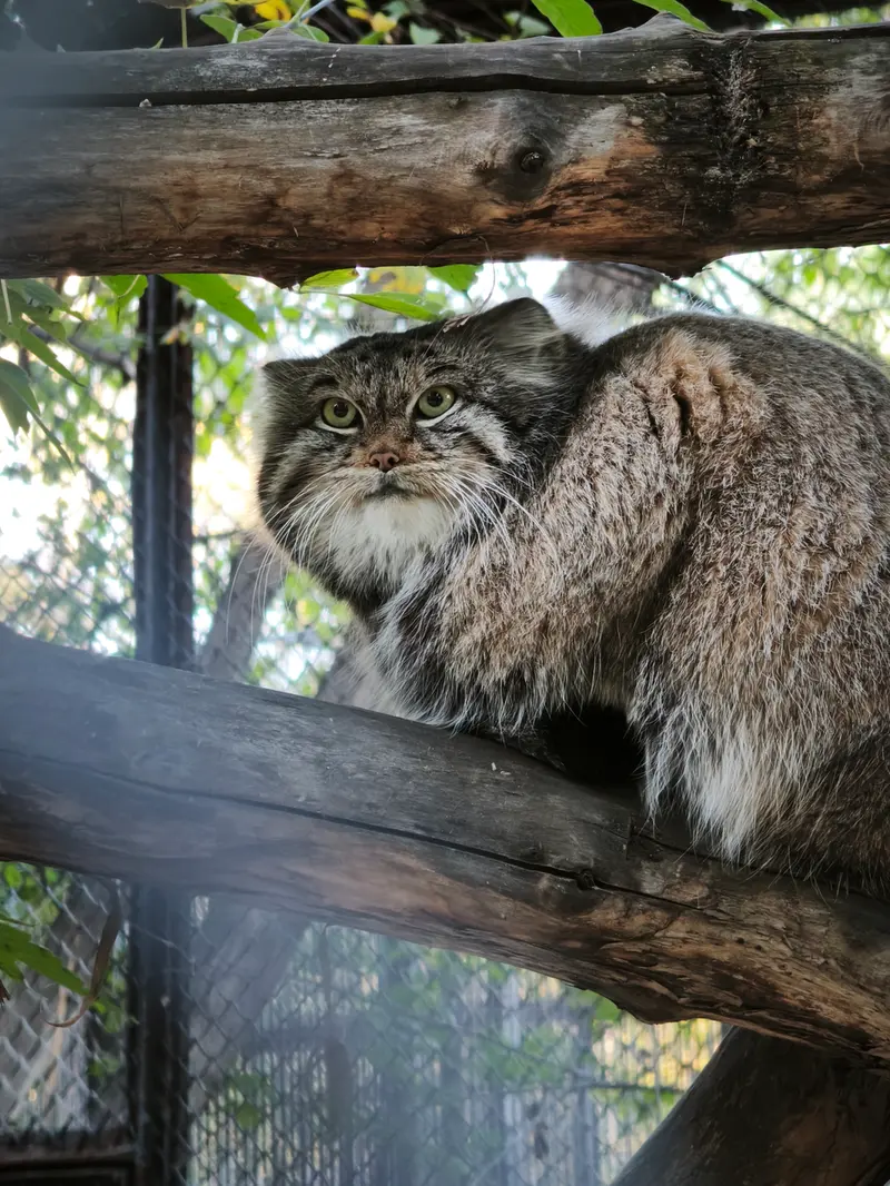 ノヴォシビルスク動物園のスネジンカの写真