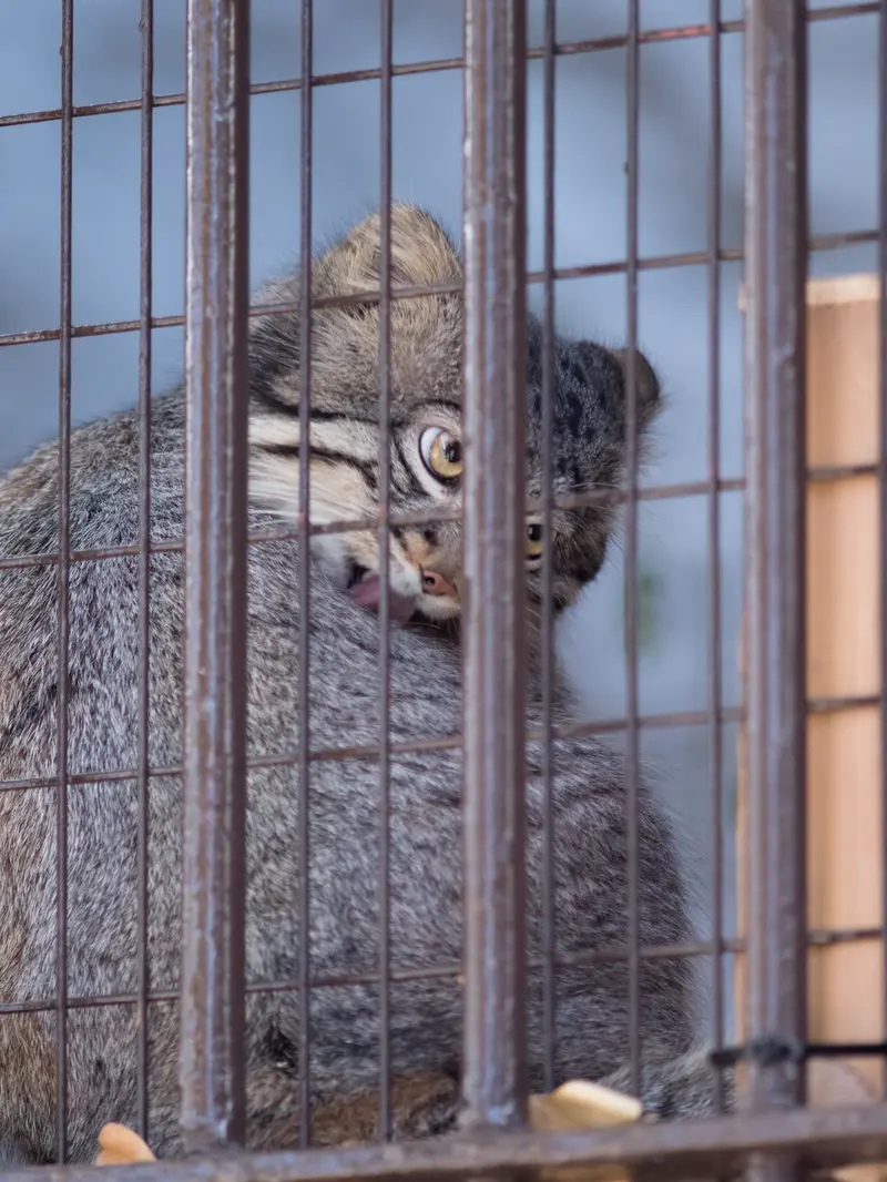 野毛山動物園のフィーガの写真
