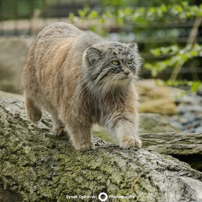 オストラヴァ動物園のモイラの写真