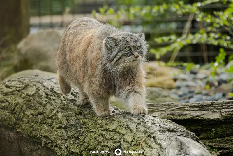 オストラヴァ動物園のモイラの写真