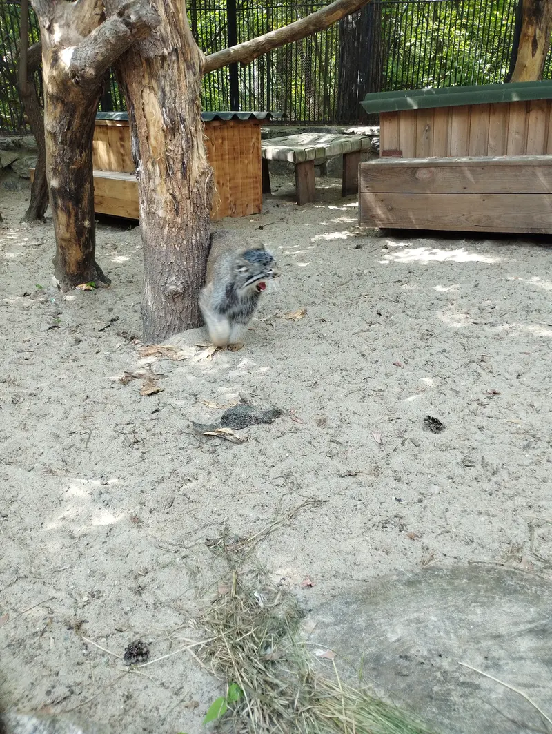 ノヴォシビルスク動物園のマヌルネコの写真