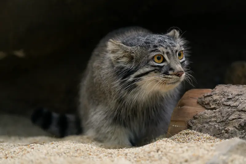 神戸どうぶつ王国のメイの写真