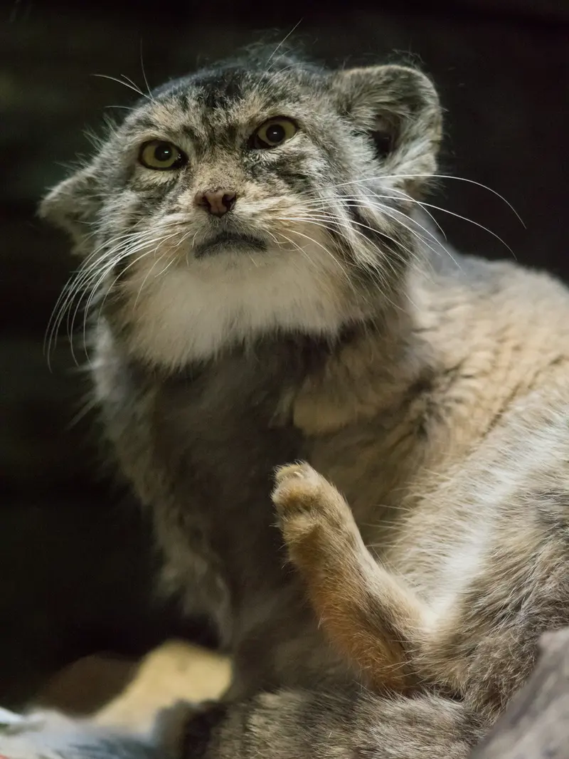 恩賜上野動物園のプリームラの写真