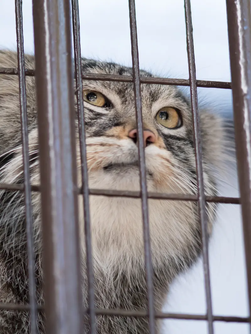 野毛山動物園のフィーガの写真