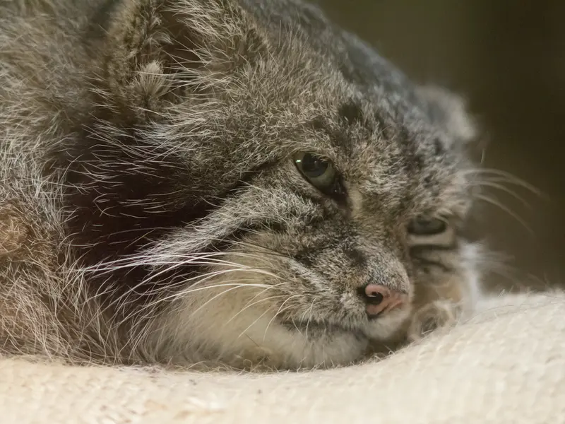 恩賜上野動物園のクリョンの写真