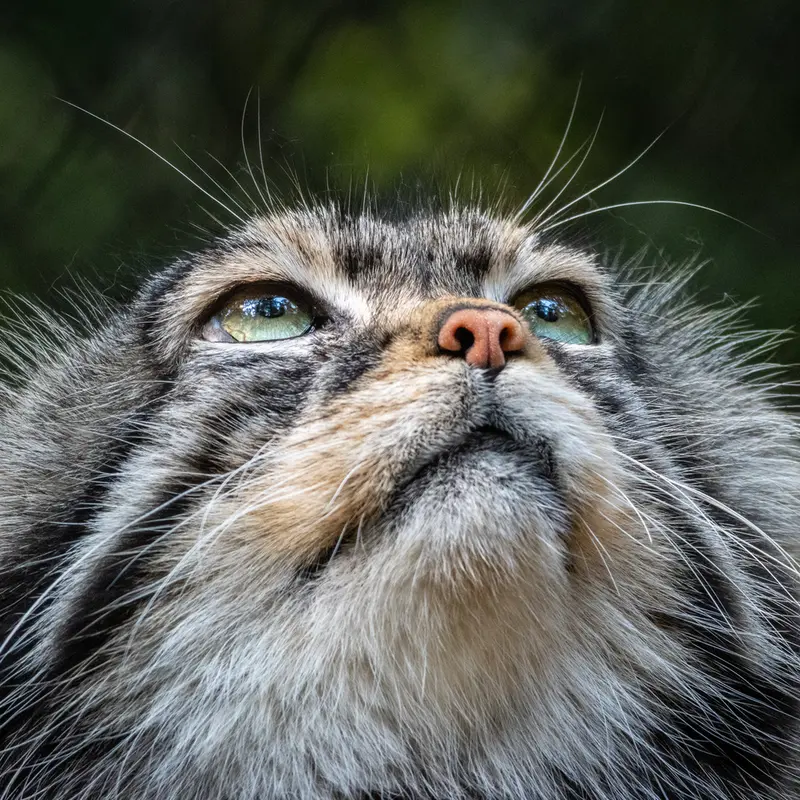 ノヴォシビルスク動物園のジョージの写真