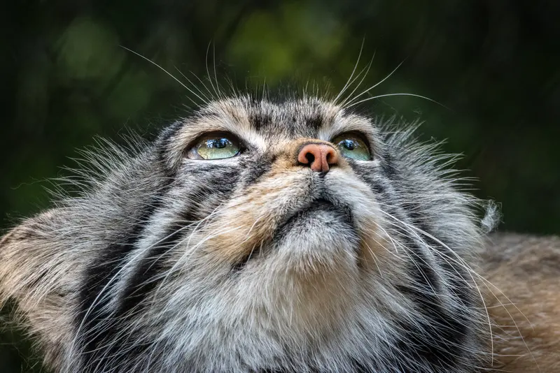 ノヴォシビルスク動物園のジョージの写真