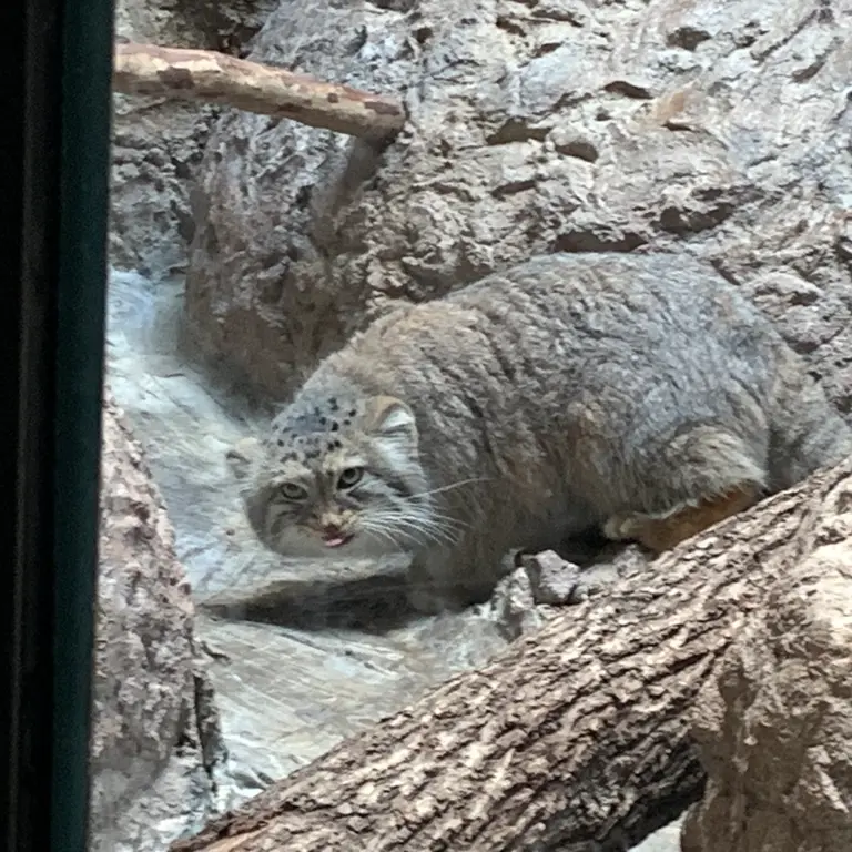 バーミングハム動物園のミーシャの写真