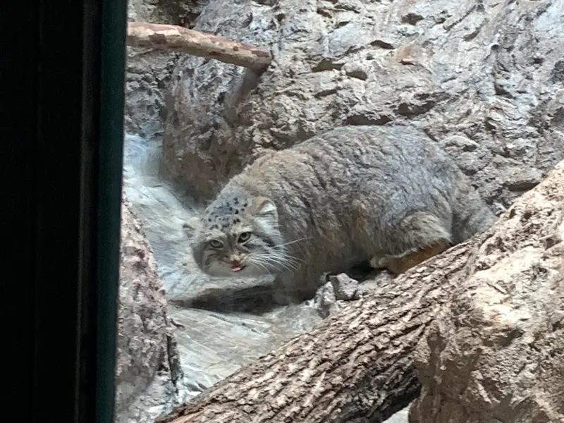 バーミングハム動物園のミーシャの写真