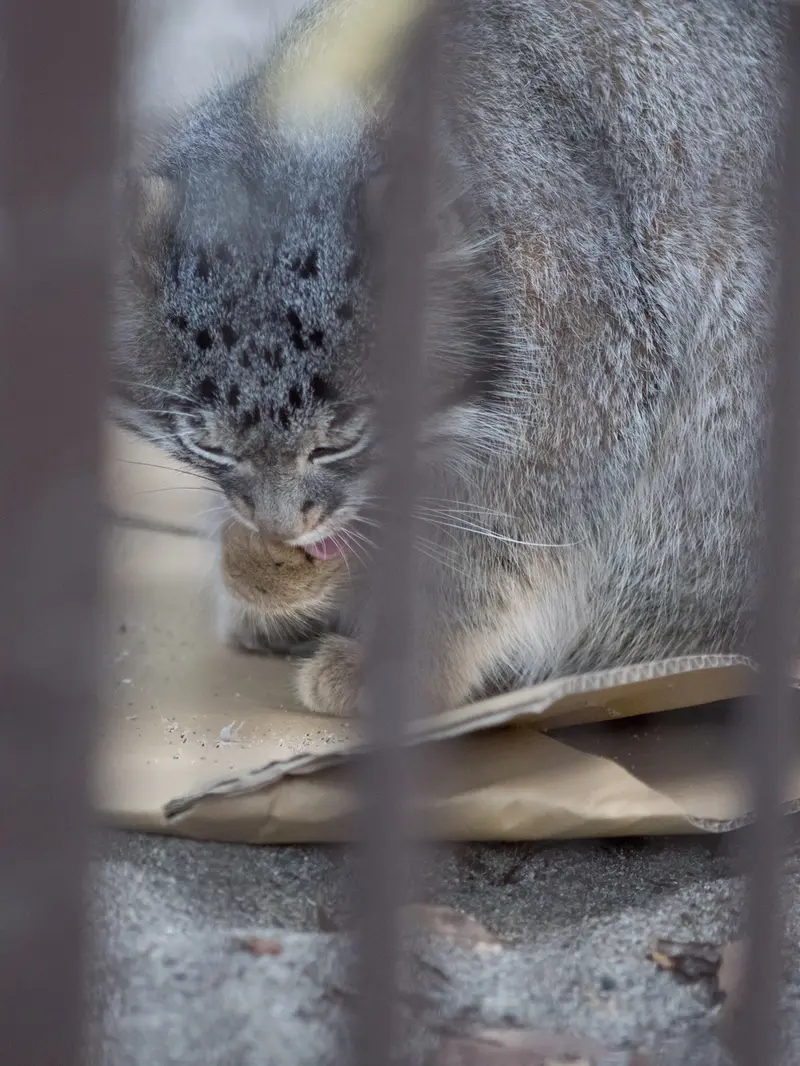 野毛山動物園のフィーガの写真