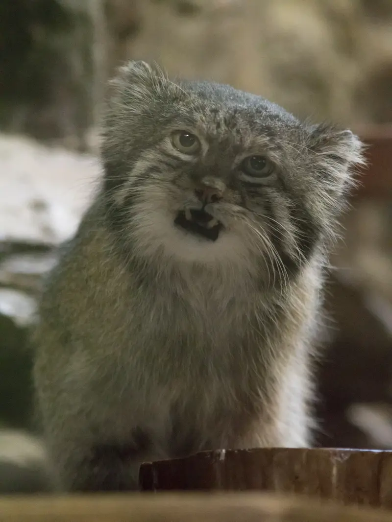 恩賜上野動物園のクリョンの写真