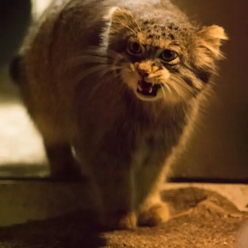 野毛山動物園のフィーガの写真
