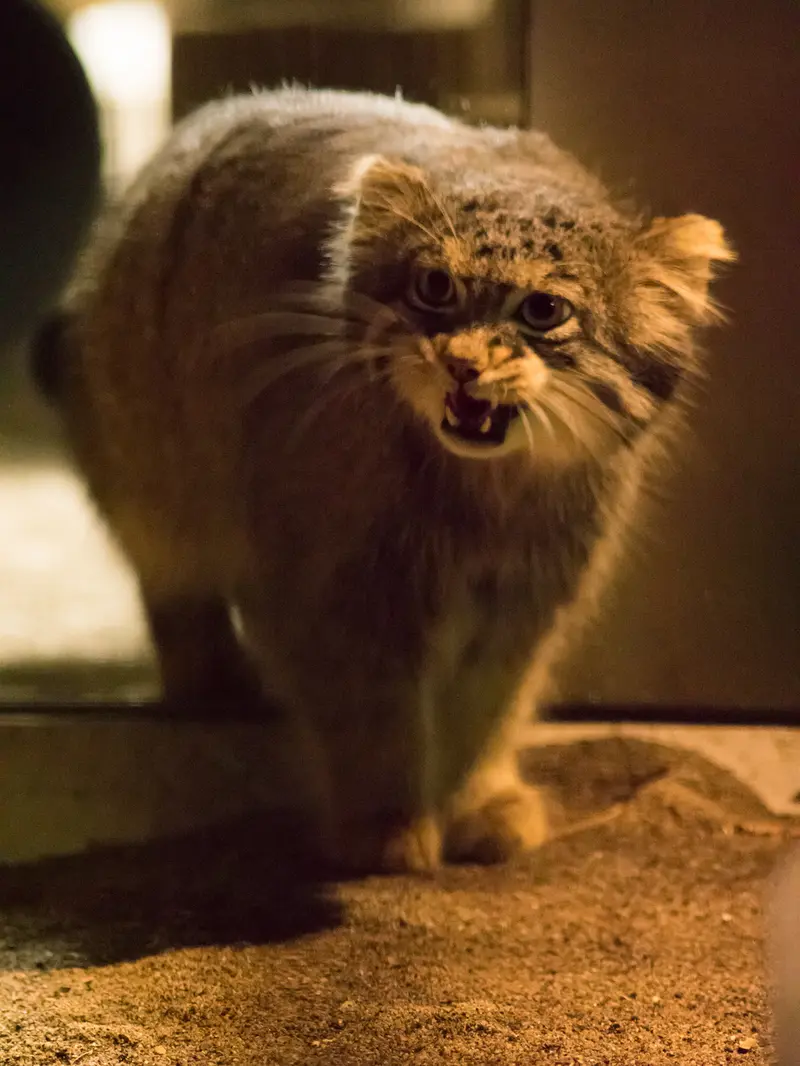 野毛山動物園のフィーガの写真