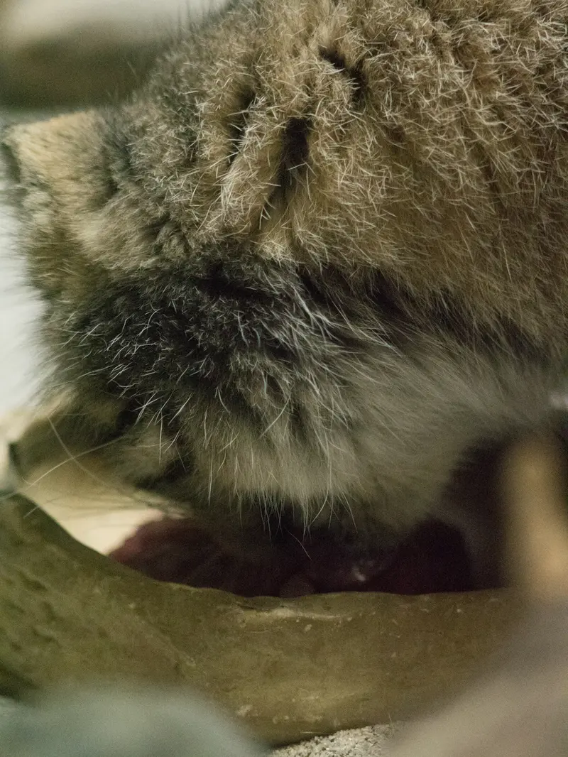 恩賜上野動物園のプリームラの写真