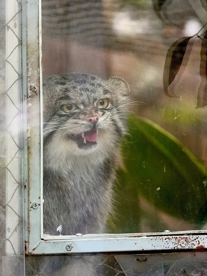 神戸どうぶつ王国のナルの写真