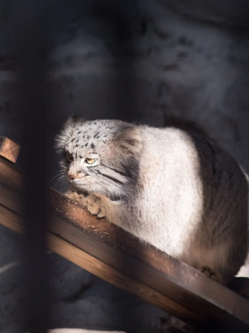 野毛山動物園のフィーガの写真