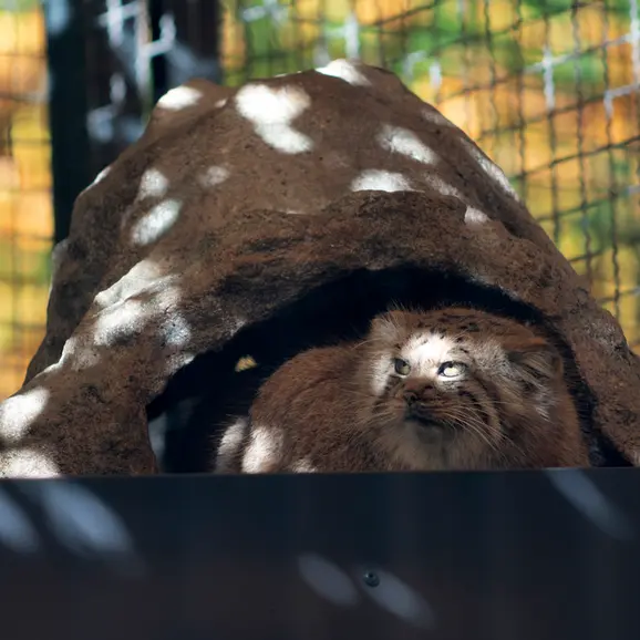 リトアニア動物園のメリッサの写真