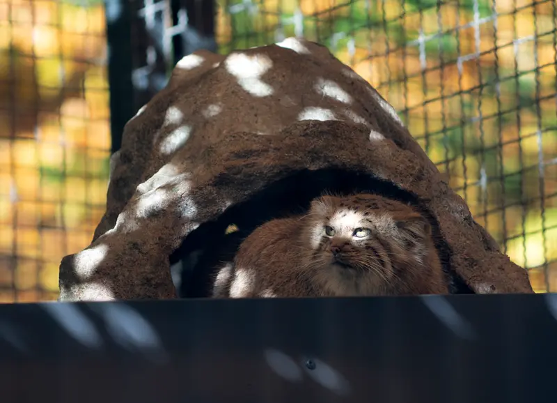 リトアニア動物園のメリッサの写真