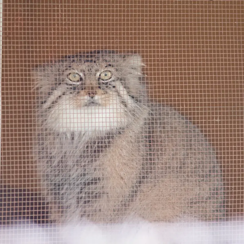埼玉県こども動物自然公園のロータスの写真