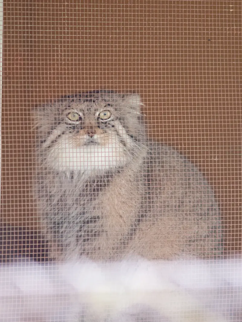 埼玉県こども動物自然公園のロータスの写真